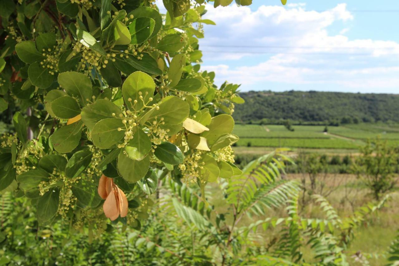 Vila Flora Sečovlje Dış mekan fotoğraf